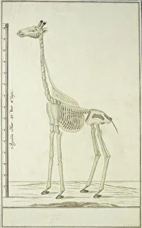 Watercolor Paint Prints: Giraffa camelopardalis (Giraffe), skeleton, 1779. Creator: Robert Jacob Gordon