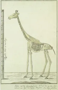 Watercolor Paint Prints: Giraffa camelopardalis (Giraffe), skeleton, 1779. Creator: Robert Jacob Gordon
