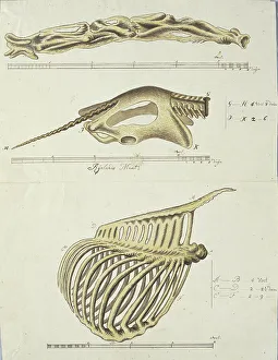 Watercolor Paint Prints: Giraffa camelopardalis (Giraffe), skeleton, 1779. Creator: Robert Jacob Gordon