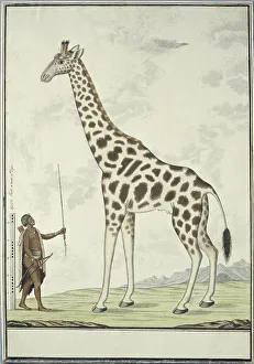 Watercolor Paint Prints: Giraffa camelopardalis (Giraffe); with left a Khoikhoi as Scale Model