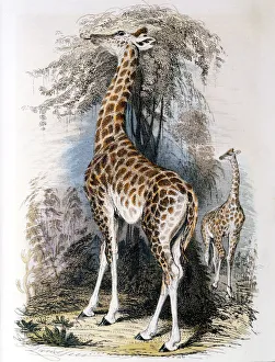 Darwin Prints: Giraffe browsing on a tree, 1836