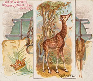 Giraffe Prints: Giraffe, from Quadrupeds series (N41) for Allen & Ginter Cigarettes, 1890