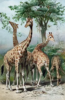 Genetics Prints: Giraffes browsing, c1885