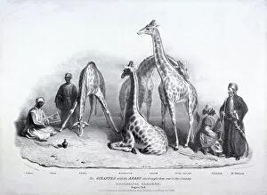 Tarboosh Collection: Giraffes at the Zoological Gardens, Regents Park, Marylebone, London, 1836. Artist