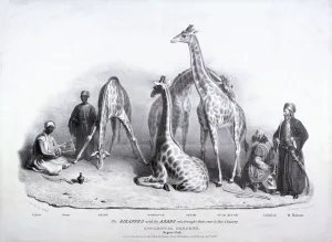 Tarboosh Collection: Giraffes at the Zoological Gardens, Regents Park, Marylebone, London, 1836. Artist