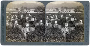Tea Picking Prints: Girls picking tea on the famous plantation at Uji