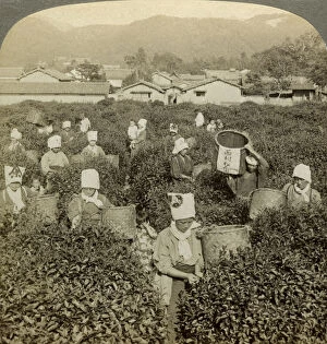 Tea Plant Gallery: Girls picking tea, Uji, Japan.Artist: Underwood & Underwood