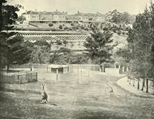 Gladesville Asylum for the Insane, New South Wales, 1901. Creator: Unknown