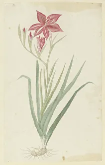 Root Prints: Gladiolus cardinalis curtis. 1777-1786. Creator: Robert Jacob Gordon