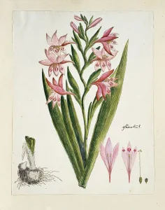 Gladioli Prints: Gladiolus carneus D. Delarochev (Painted lady), 1777-1786. Creator: Robert Jacob Gordon