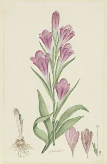 Gordon Robert Jacob Prints: Gladiolus caryhyllaceus (Burm, f.) Poir. 1777-1786. Creator: Robert Jacob Gordon