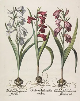 Besler Prints: Gladiolus italicus flore rubro, 1613. Creator: Besler, Basilius (1561-1629)