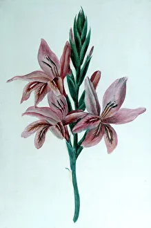 Amandine Aurore Lucie Gallery: Glaieul (Gladioli), 19th century. Artist: George Sand