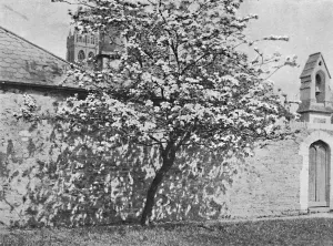 Henry Duff Prints: The Glastonbury Thorn, 1902