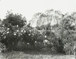Lantern Slides 1910 1920 Gmgpc Prints: Glen Oaks, James Hobart Moore house