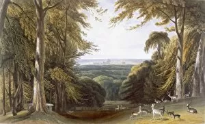 Woods Gallery: Glen in Windsor Park near Bishops Gate, c1827-30. Creator: William Daniell (1769-1837)