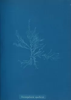 Blueprint Gallery: Gloisiphonia capillaris, ca. 1853. Creator: Anna Atkins