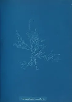 Atkins Anna Collection: Gloisiphonia capillaris, ca. 1853. Creator: Anna Atkins