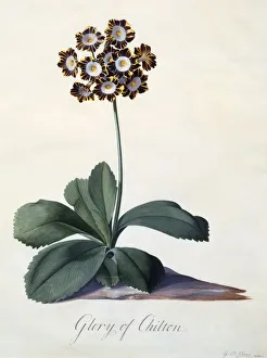 Glory of Chilton c. 1745 (hand coloured engraving)