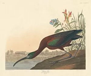 Wading Bird Gallery: Glossy Ibis, 1837. Creator: Robert Havell