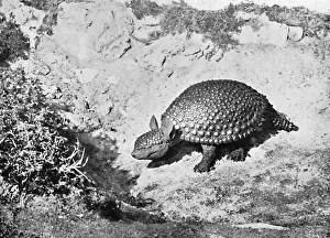 Pleistocene Prints: A glyptodon, 20th century