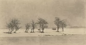 Atmospheric Gallery: Gnarled-Thorn Trees, c. 1890, printed c. 1895. Creator: Dr Peter Henry Emerson