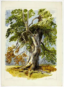 Weathered Prints: Gnarled Tree, 1826-1873. Creator: Unknown