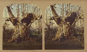 Crook Prints: Gnarled tree, 1857-1859. Creator: William Morris Grundy
