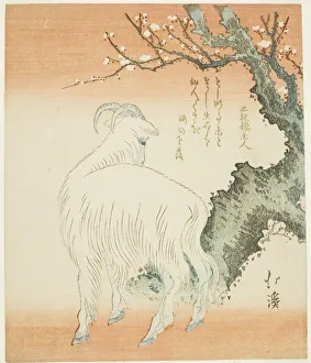 Hokkei Kien Prints: Goat beneath a plum tree, n. d. Creator: Totoya Hokkei