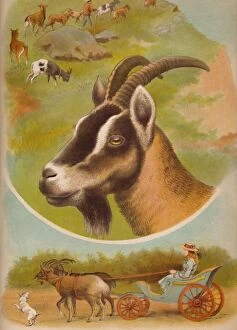 Babys Animal Picture Book Gallery: The Goat, c1900. Artist: Helena J. Maguire