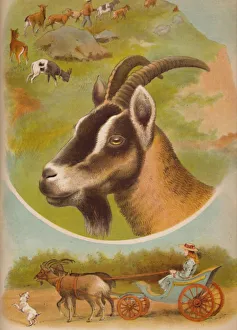 Animals & Pets Collection: The Goat, c1900. Artist: Helena J. Maguire