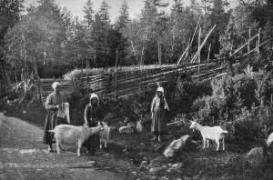 Goat farming in Dalarna, Sweden, 1908-1909.Artist: Wald Zachrisson Goat farming in Dalarna, Sweden, 1908-1909.Artist: Wald Zachrisson