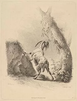 Bartsch Johann Adam Gallery: Goat in a Landscape, 1805. Creator: Adam von Bartsch