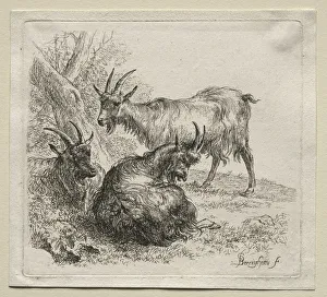 Three Goats. Creator: Nicolaes Berchem (Dutch, 1620-1683)