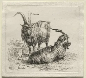 Two Goats. Creator: Nicolaes Berchem (Dutch, 1620-1683)