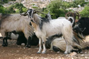 Ionian Islands Prints: Goats, Kefalonia, Greece