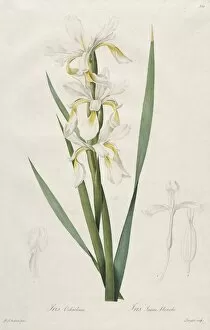 Henry Joseph Redoute French Gallery: Gold-banded Iris, 1812. Creator: Henry Joseph Redoute (French, 1766-1853)
