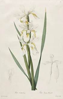Gold-banded Iris, 1812. Creator: Henry Joseph Redoute (French, 1766-1853)