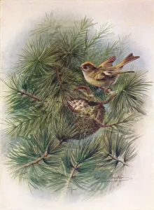 Branch Prints: Goldcrest - Reg ulus crista tus, c1910, (1910). Artist: George James Rankin