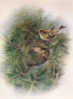 Nesting Gallery: Goldcrest - Reg ulus crista tus, c1910, (1910). Artist: George James Rankin