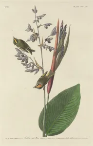 Wren Prints: Golden-Crested Wren, 1833. Creator: Robert Havell
