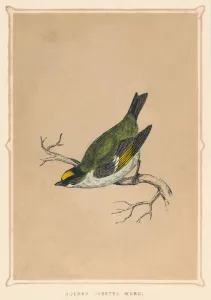 Branch Prints: Golden Crested Wren, (Regulus regulus), c1850, (1856)