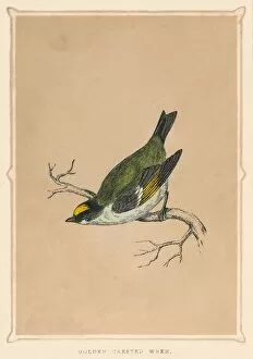 Branch Gallery: Golden Crested Wren, (Regulus regulus), c1850, (1856)
