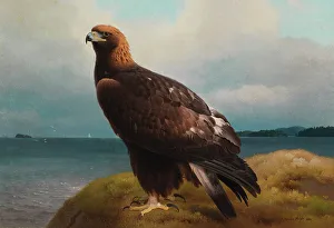 Golden Eagle, 1884. Creator: Ferdinand von Wright