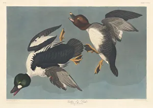 Robert Havell Prints: Golden-eye Duck, 1836. Creator: Robert Havell