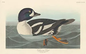 Robert Havell Prints: Golden-eye Duck, 1838. Creator: Robert Havell