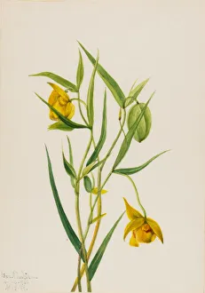 Perennial Prints: Golden Fairy Lantern (Calochortus amabilis), 1936. Creator: Mary Vaux Walcott