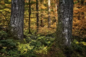 Autumn Collection: Golden Forest. Creator: Joshua Johnston