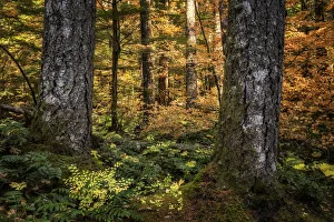 Sunlit Collection: Golden Forest. Creator: Joshua Johnston