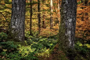 Golden Forest. Creator: Joshua Johnston